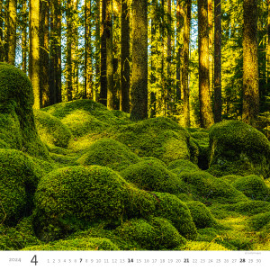 Fotografie k reklamnímu předmětu „Forest 2024- Nástěnný kalendář“