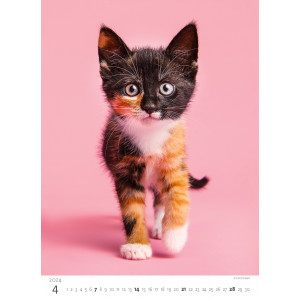 Fotografie k reklamnímu předmětu „Koťátka 2024 - nástěnný kalendář“