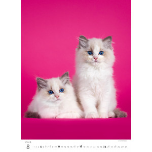 Fotografie k reklamnímu předmětu „Koťátka 2024 - nástěnný kalendář“