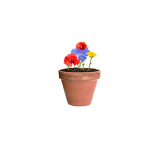 Fotografie k reklamnímu předmětu „kapsle se semínky květin“