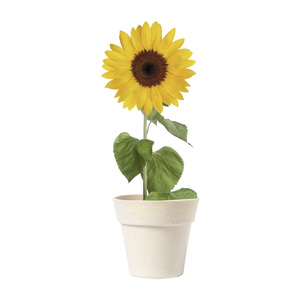 Fotografie reklamního předmětu „květináč se slunečnicí“