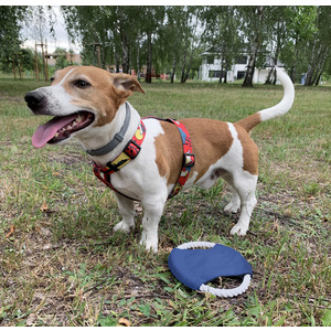 Fotografie k reklamnímu předmětu „Frisbee pro psy RINGO“