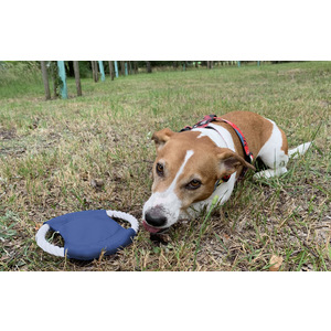 Fotografie k reklamnímu předmětu „Frisbee pro psy RINGO“