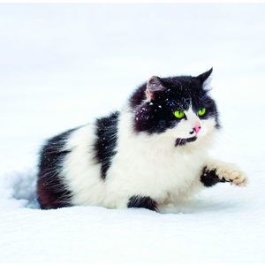 Fotografie k reklamnímu předmětu „Kalendář Cats“