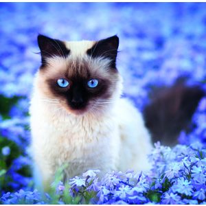 Fotografie k reklamnímu předmětu „Kalendář Cats“