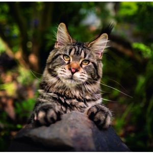 Fotografie k reklamnímu předmětu „Kalendář Cats“