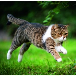 Fotografie k reklamnímu předmětu „Kalendář Cats“