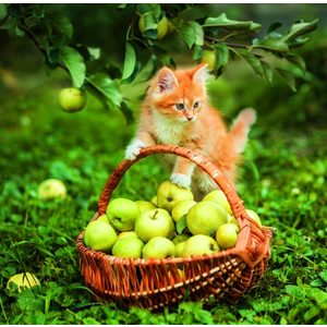 Fotografie k reklamnímu předmětu „Kalendář Cats“