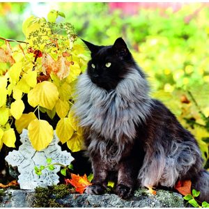 Fotografie k reklamnímu předmětu „Kalendář Cats“