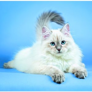 Fotografie k reklamnímu předmětu „Kalendář Cats“