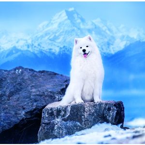 Fotografie k reklamnímu předmětu „Kalendář Dogs“