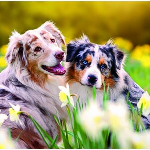 Fotografie k reklamnímu předmětu „Kalendář Dogs“