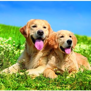 Fotografie k reklamnímu předmětu „Kalendář Dogs“