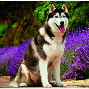 Fotografie k reklamnímu předmětu „Kalendář Dogs“