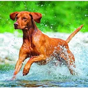 Fotografie k reklamnímu předmětu „Kalendář Dogs“