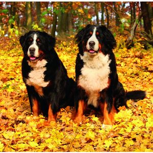 Fotografie k reklamnímu předmětu „Kalendář Dogs“