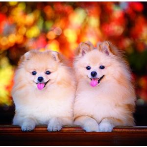 Fotografie k reklamnímu předmětu „Kalendář Dogs“