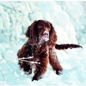 Fotografie k reklamnímu předmětu „Kalendář Dogs“