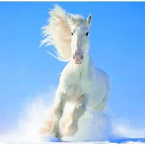 Fotografie k reklamnímu předmětu „Kalendář Horses“