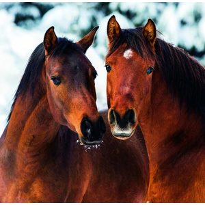 Fotografie k reklamnímu předmětu „Kalendář Horses“