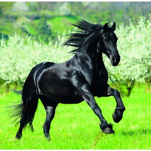 Fotografie k reklamnímu předmětu „Kalendář Horses“