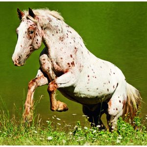 Fotografie k reklamnímu předmětu „Kalendář Horses“