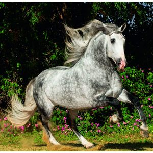 Fotografie k reklamnímu předmětu „Kalendář Horses“