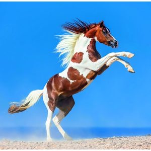 Fotografie k reklamnímu předmětu „Kalendář Horses“