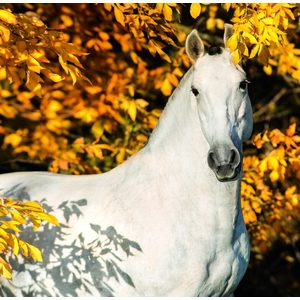 Fotografie k reklamnímu předmětu „Kalendář Horses“