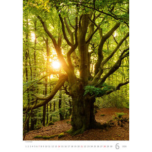 Fotografie k reklamnímu předmětu „Kalendář Stromy“
