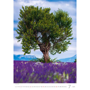 Fotografie k reklamnímu předmětu „Kalendář Stromy“