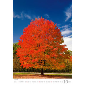 Fotografie k reklamnímu předmětu „Kalendář Stromy“