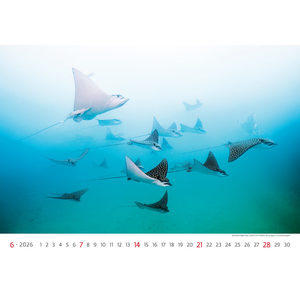 Fotografie k reklamnímu předmětu „Kalendář Deep Blue“