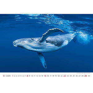 Fotografie k reklamnímu předmětu „Kalendář Deep Blue“