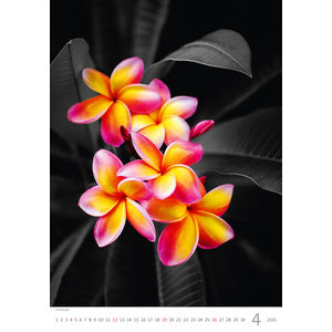 Fotografie k reklamnímu předmětu „Kalendář Colour Art“