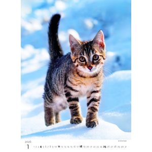 Fotografie k reklamnímu předmětu „Kalendář Koťátka“