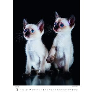 Fotografie k reklamnímu předmětu „Kalendář Koťátka“