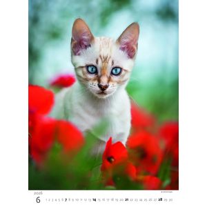 Fotografie k reklamnímu předmětu „Kalendář Koťátka“