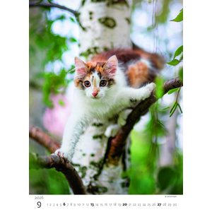 Fotografie k reklamnímu předmětu „Kalendář Koťátka“