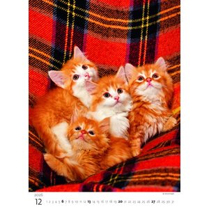 Fotografie k reklamnímu předmětu „Kalendář Koťátka“