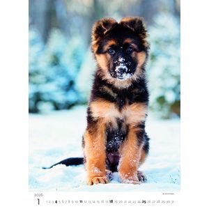 Fotografie k reklamnímu předmětu „Kalendář Štěňátka“