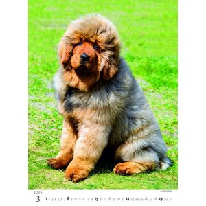 Fotografie k reklamnímu předmětu „Kalendář Štěňátka“