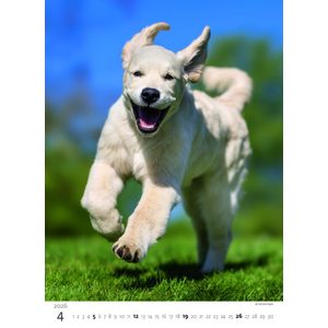 Fotografie k reklamnímu předmětu „Kalendář Štěňátka“