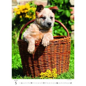 Fotografie k reklamnímu předmětu „Kalendář Štěňátka“