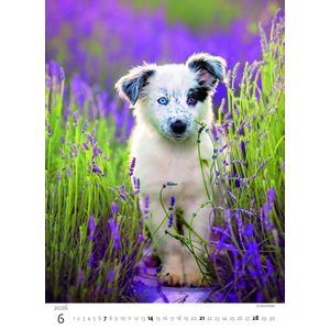 Fotografie k reklamnímu předmětu „Kalendář Štěňátka“