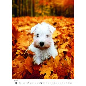 Fotografie k reklamnímu předmětu „Kalendář Štěňátka“