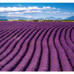 Fotografie k reklamnímu předmětu „Kalendář Provence - vázanka“