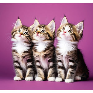 Fotografie k reklamnímu předmětu „Kalendář Mazlíčci - vázanka“