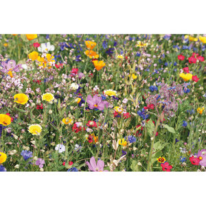 Fotografie k reklamnímu předmětu „Směs semen květin v obálce SEEDLOPE“