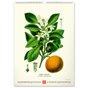 Fotografie k reklamnímu předmětu „NOTIQUE Nástěnný kalendář Vintage plakáty – herbář 2026, 33 x 46 cm“